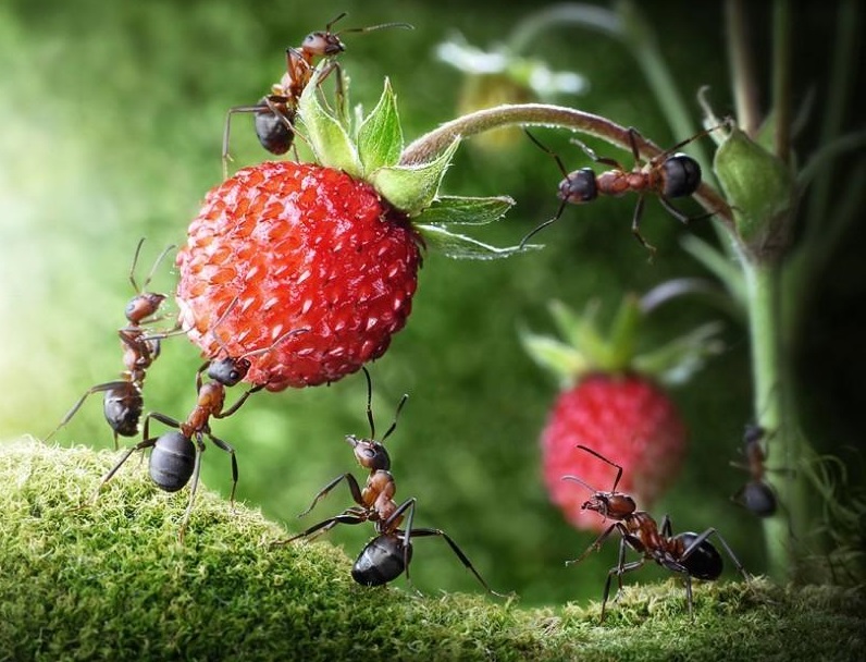 生态系统的物种流动——植物的种子流